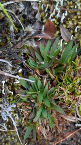 Tussock Panicgrass — photo by Liam Hutcheson