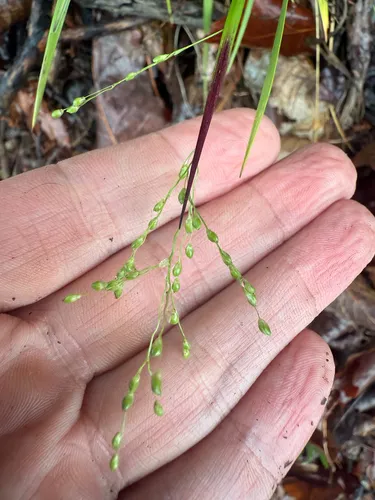 Starved Panicgrass — photo by photolith