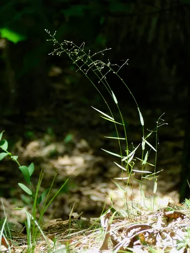 Cypress Panicgrass