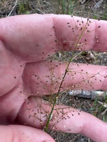 Erectleaf Panicgrass — photo by James K. Wetterer