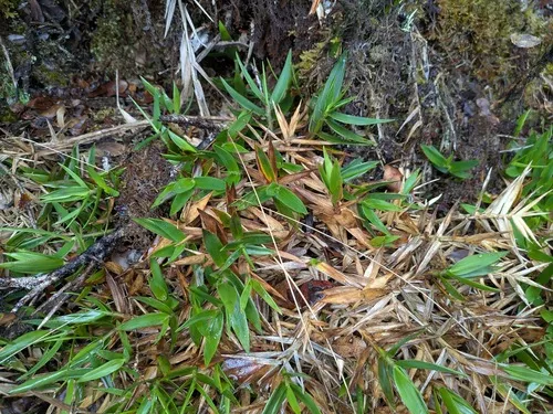 Bog Rosette Grass