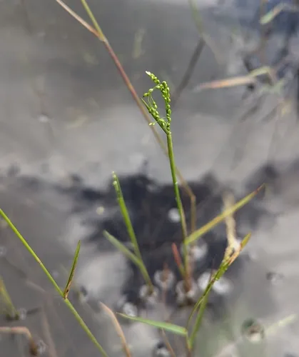 Hirst's Panicgrass — photo by drosera21