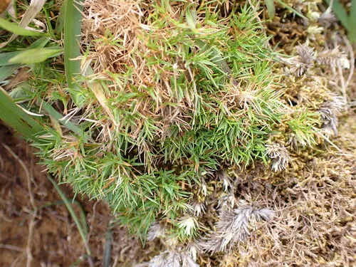 Koolau Rosette Grass — photo by Daniel Ward