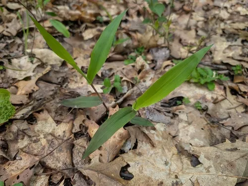 Broadleaf Rosette Grass