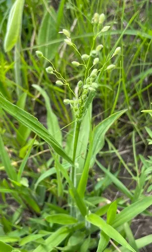 Leiberg's Panicum — photo by gj