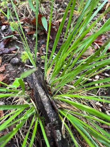 Slimleaf Panicgrass — photo by Matt Tomlinson