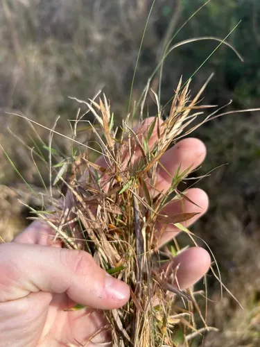 Coastal Plain Panicgrass