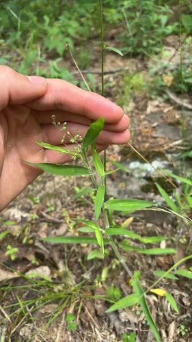 Softleaf Rosette Grass — photo by oly19