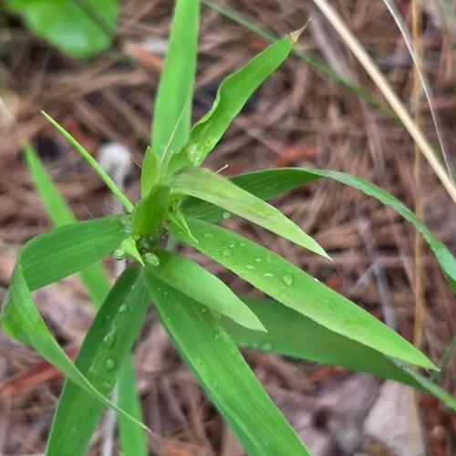 Heller's Rosette Grass — photo by David Willis