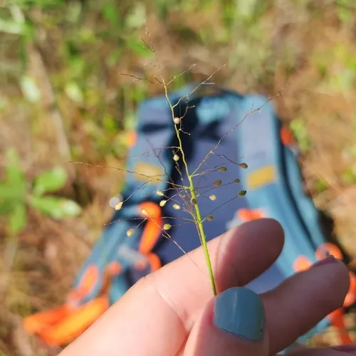 Eggleaf Rosette Grass — photo by dakoda