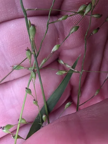 Cedar Rosette Grass