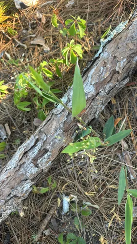 Ravenel's Rosette Grass — photo by jonathan7506