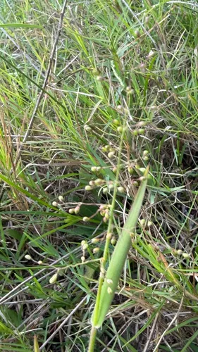 Hemlock Rosette Grass (var. thinium) — photo by Juan Rita