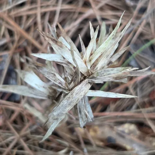 Woolly Rosette Grass — photo by David Willis