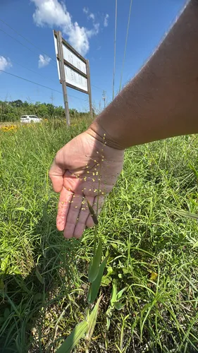 Velvet Panicum — photo by prairie-fire