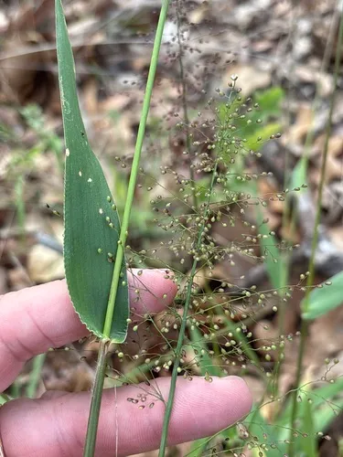 Roundseed Panicgrass (var. sphaerocarpon) — photo by Sam Kieschnick