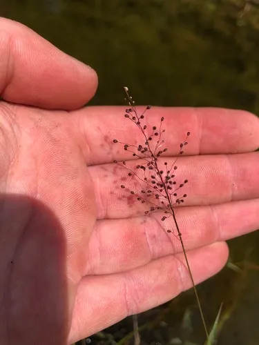 Eaton's Rosette Grass — photo by qtowery