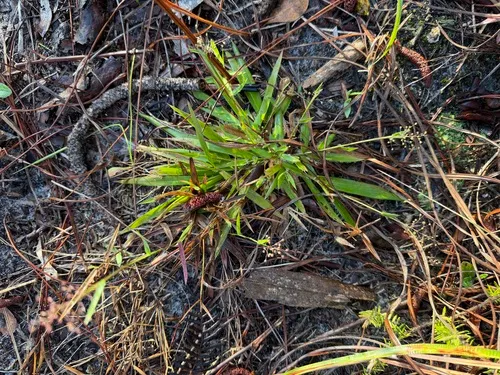 Roughhair Rosette Grass — photo by J. Richard Abbott