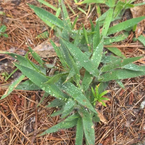 Whitehair Rosette Grass — photo by David Willis