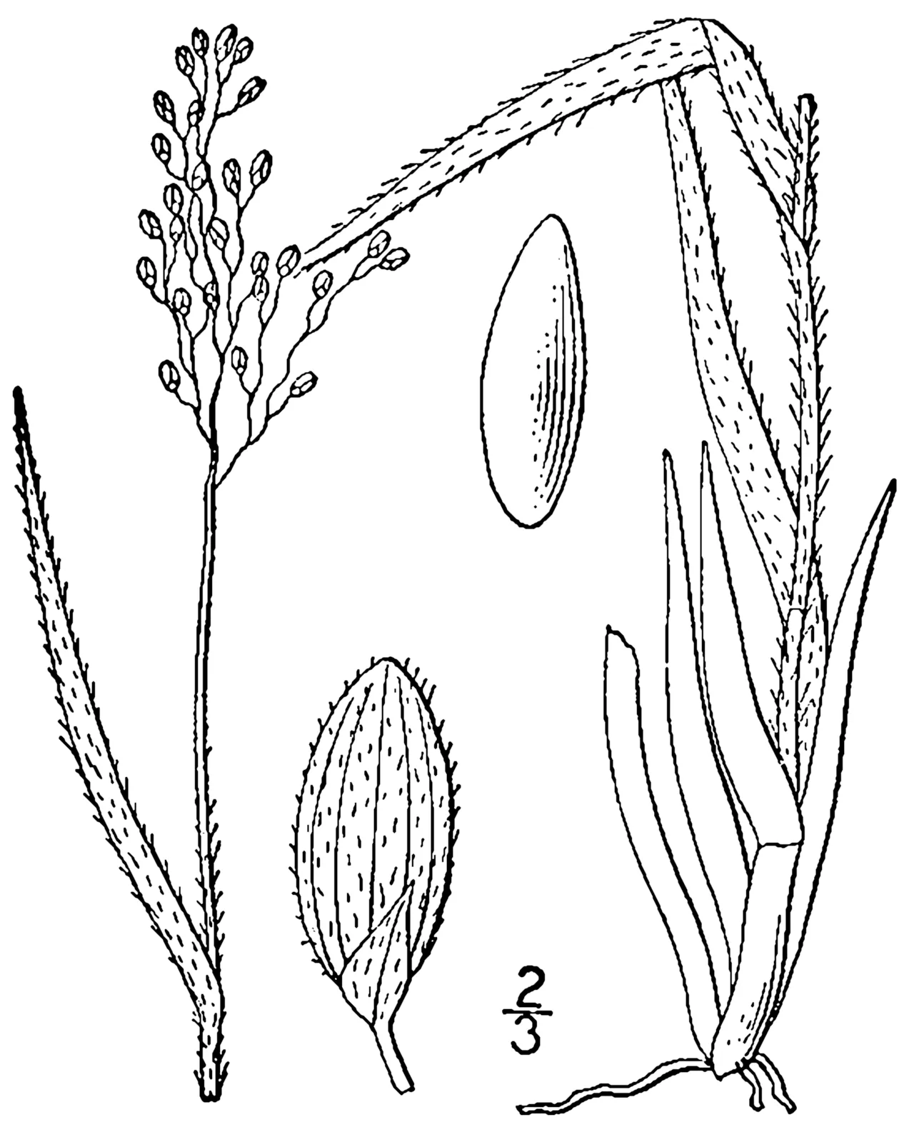 Fall Rosette Grass — photo by http://plants.usda.gov/java/largeImage?imageID=pawi5_001_avd.tif