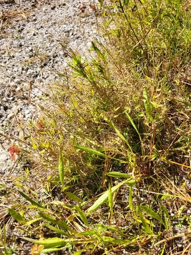 Wright's Rosette Grass — photo by Sean Rigney