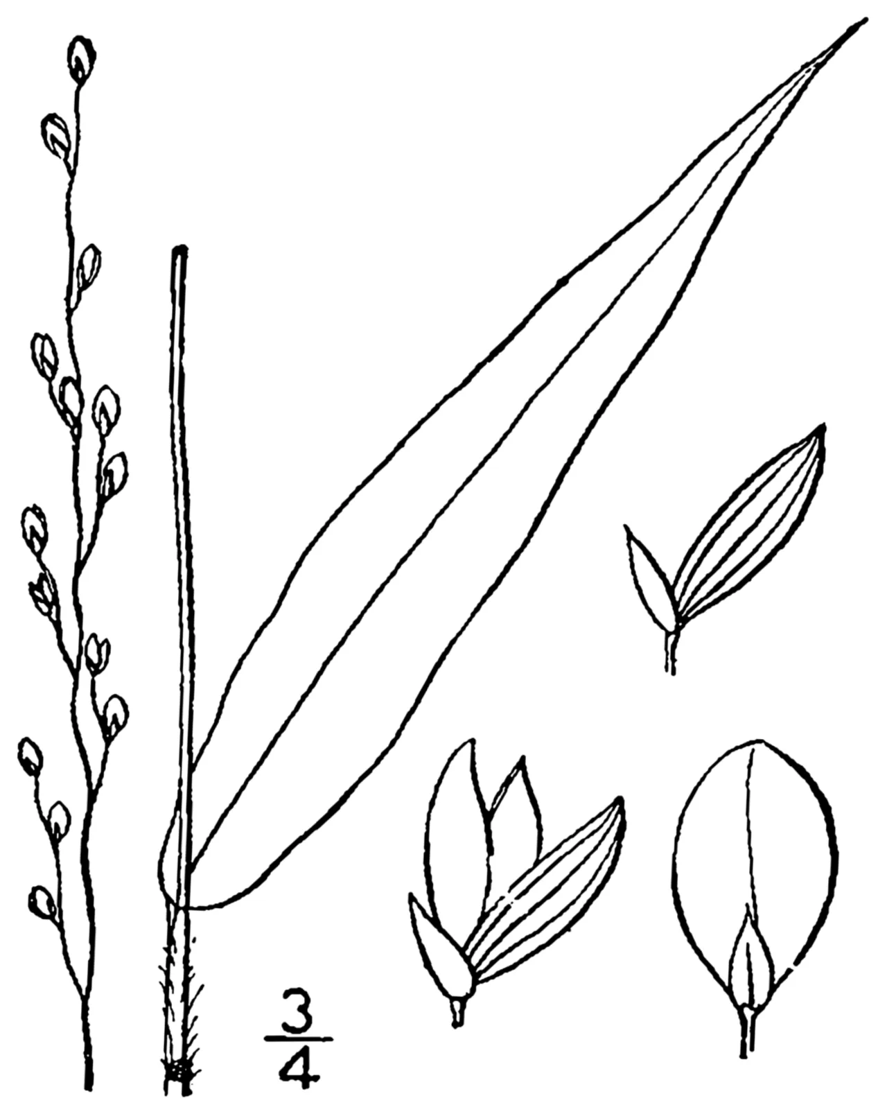 Slender Rosette Grass — photo by Britton, N.L., and A. Brown. 1913. An illustrated flora of the northern Unite…