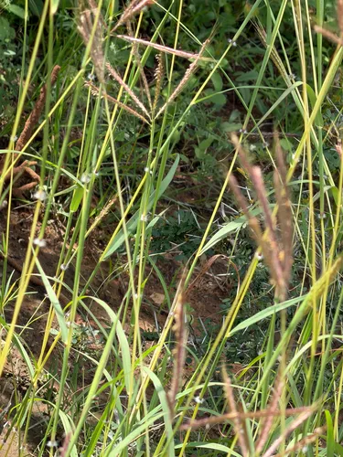 Kleberg's Bluestem