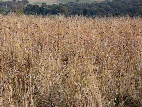 Silky Bluestem