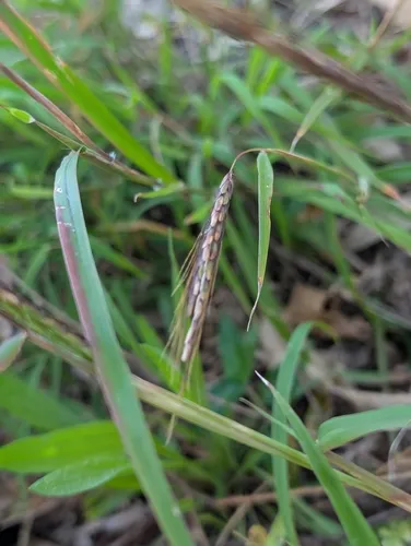 Slender Bluestem — photo by Damian Butler