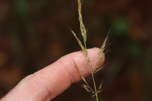 Plumegrass — photo by Greg Tasney