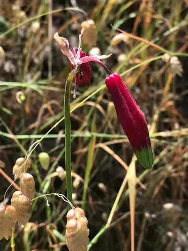 Firecracker Flower