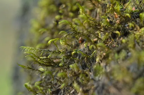 Dichelyma Moss — photo by petit_bonnier