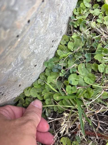 Carolina Ponysfoot