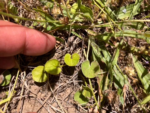 California Ponysfoot