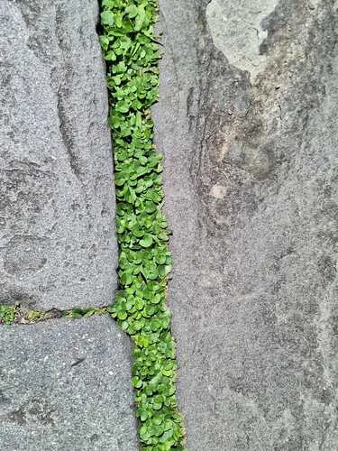 Asian Ponysfoot — photo by falena0
