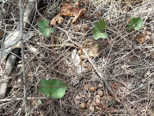 Western Ponysfoot