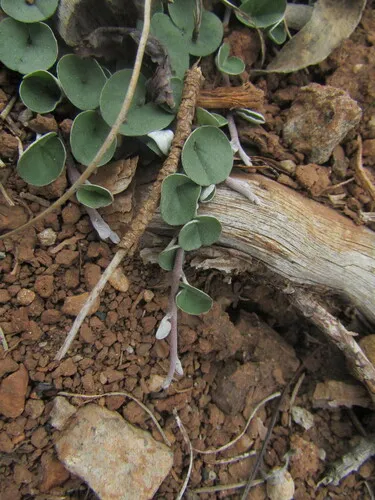 Silverleaf Ponysfoot