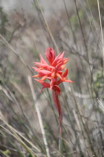 Scarlet Lady's Tresses — photo by José Belem Hernández Díaz