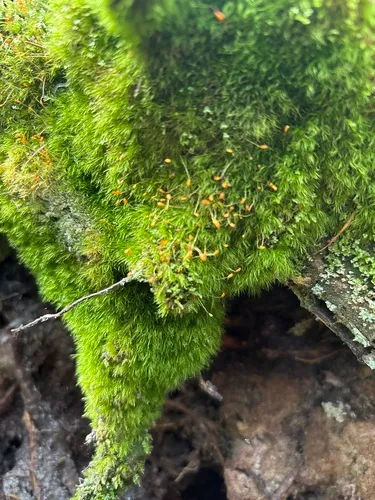 Dicranella Moss