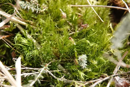 Bonjean's Dicranum Moss