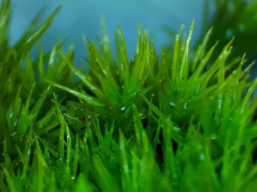 Condensed Dicranum Moss