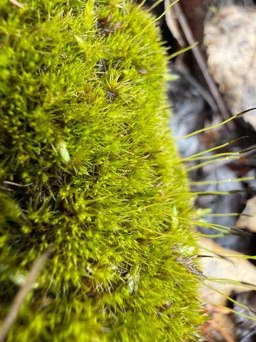 Dicranum Moss