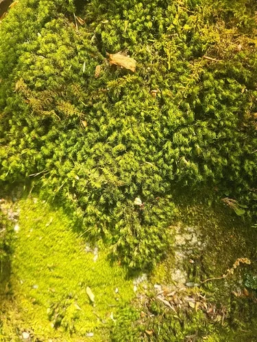Dicranum Moss