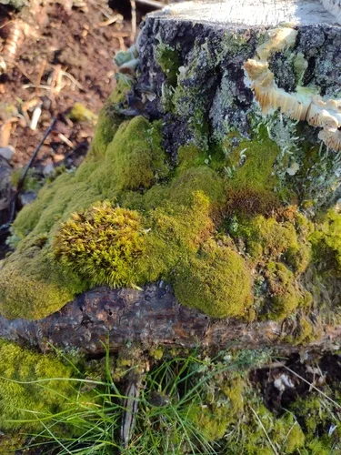 Montane Dicranum Moss