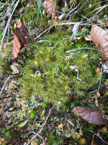 Dicranum Moss