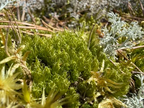 Dicranum Moss