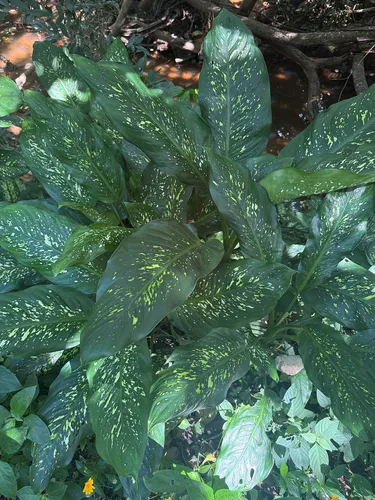 Dumbcane