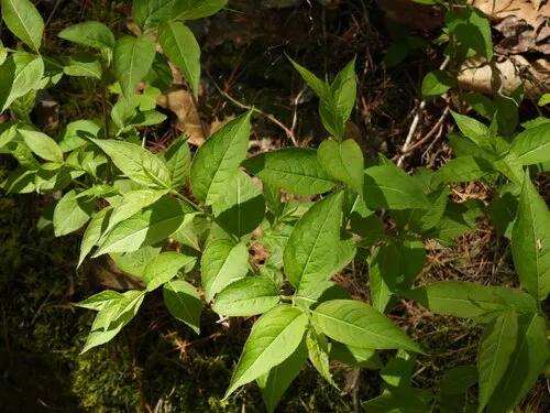Northern Bush Honeysuckle — photo by Michael John Oldham