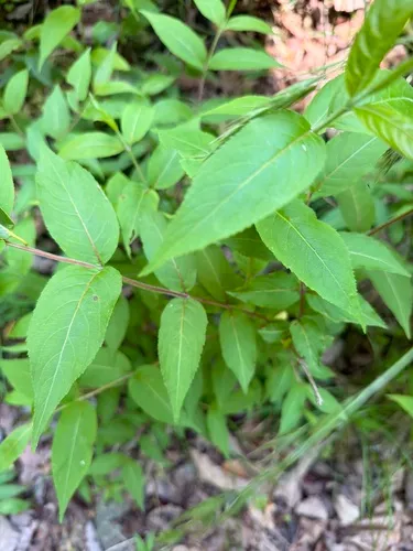 Mountain Bush Honeysuckle