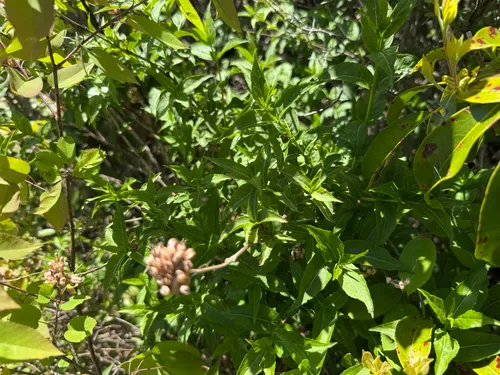 Southern Bush Honeysuckle